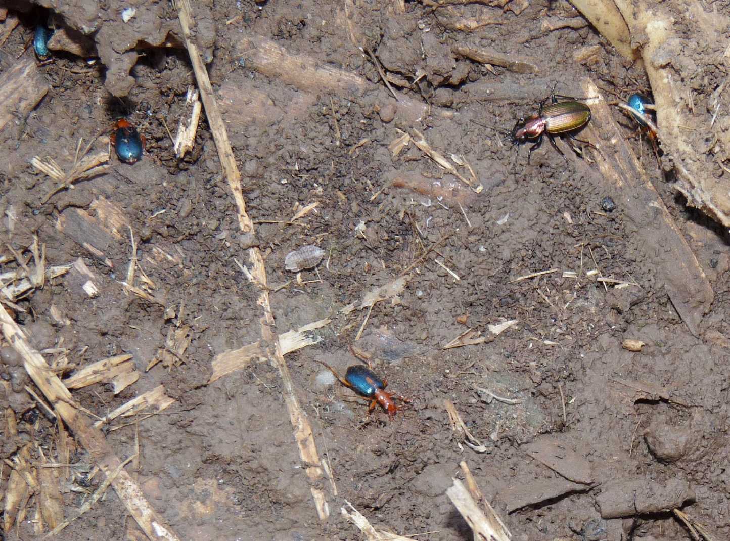 Piccoli Carabidae (Claenius?) No. Agonum marginatum